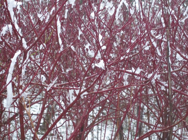 4. Cornus, 18.01.13