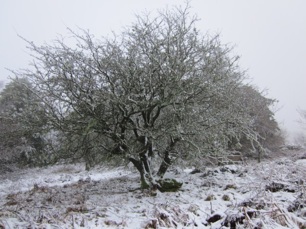 6. Magic Hawthorn, 18.01.13