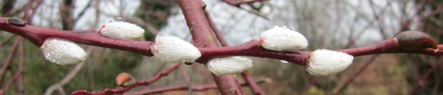 Pussy Willow, 3.01.13