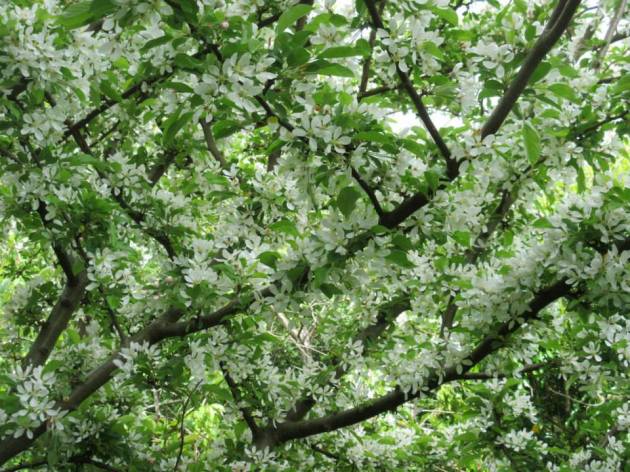 11258303_626098764192295_5955917081017910144_n